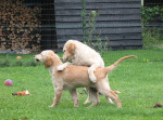 Vlinder met broer